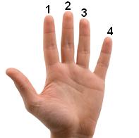 Fingers numbered from 1 (index) to 4 (pinky)